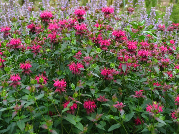 Монарда двойчатая файерболл