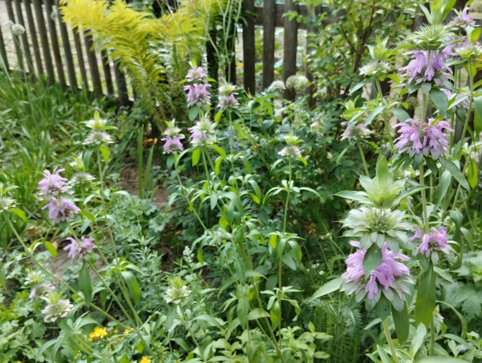 Монарда мона лиза