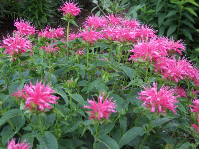 Монарда двойчатая