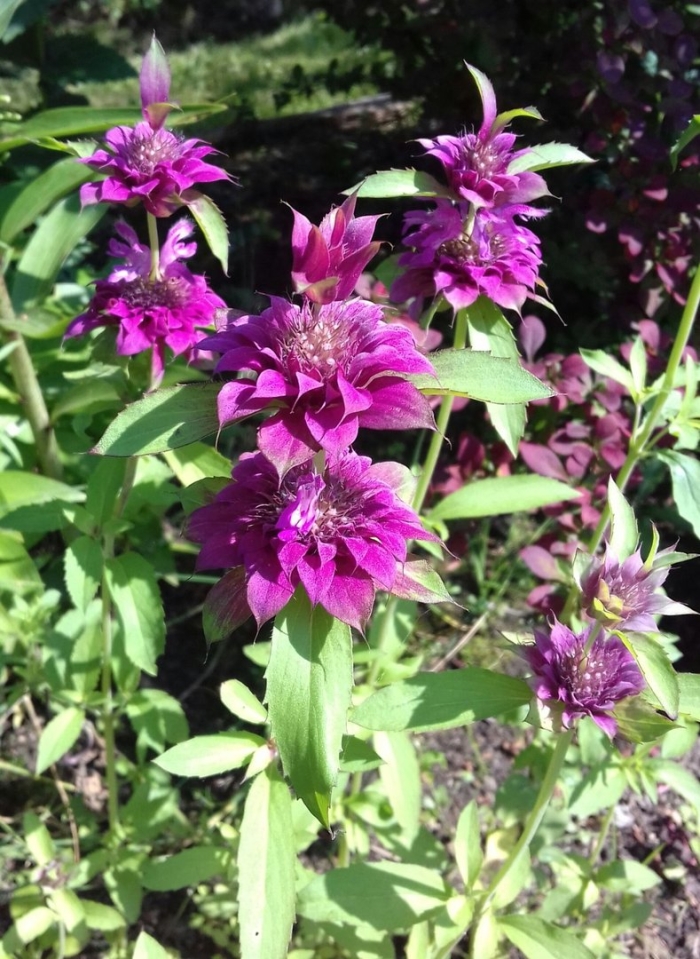 Монарда лимонная вкус бергамота