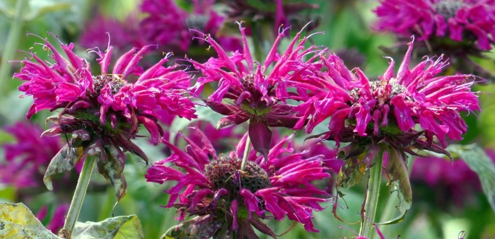 Монарда кардинал