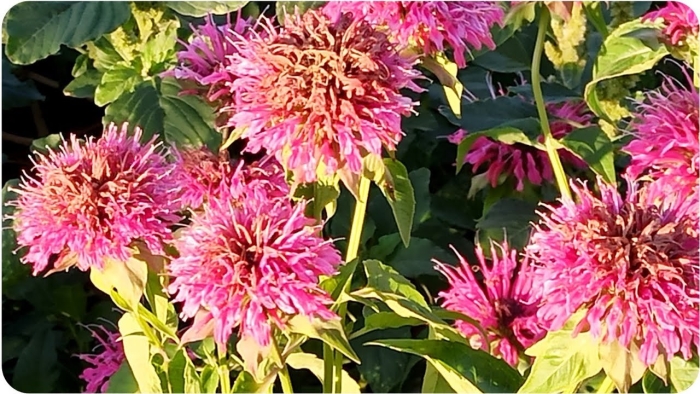 Бергамот садовый монарда