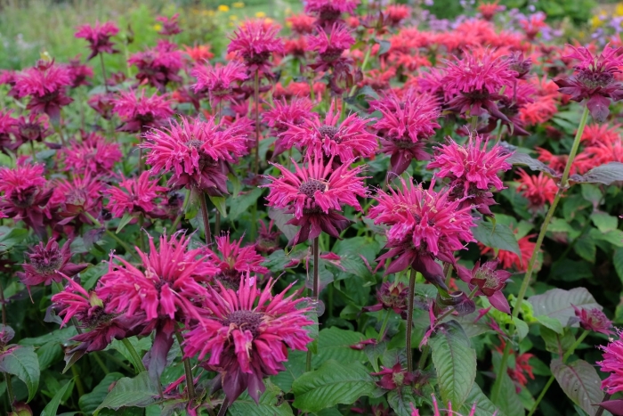 Монарда kardinal