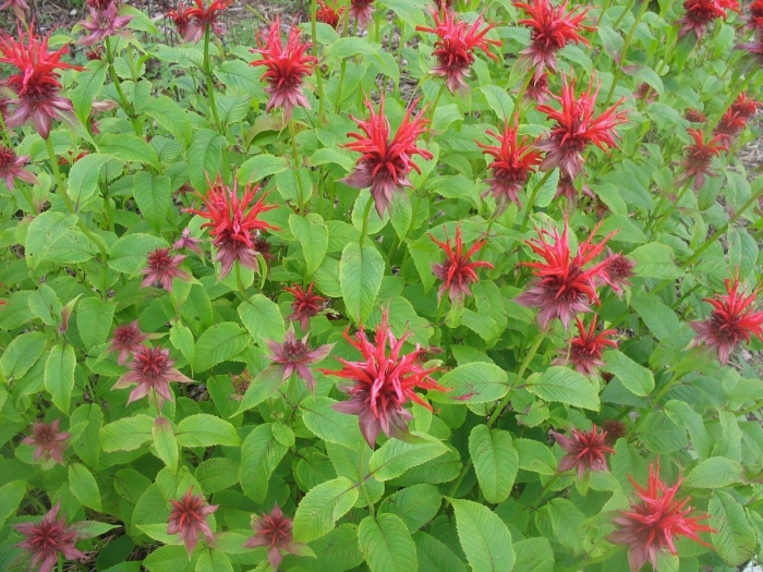 Монарда двойчатая красная
