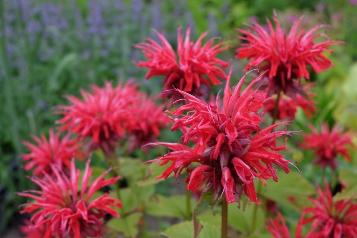 Монарда гадэнвью скарлет