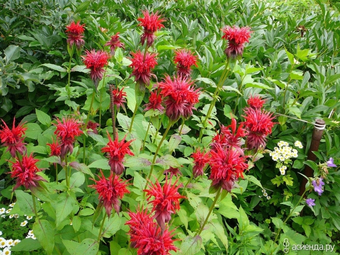 Монарда двойчатая бергамот