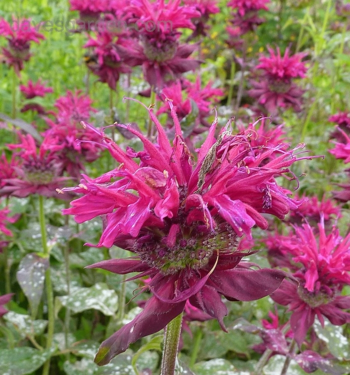 Бергамот монарда