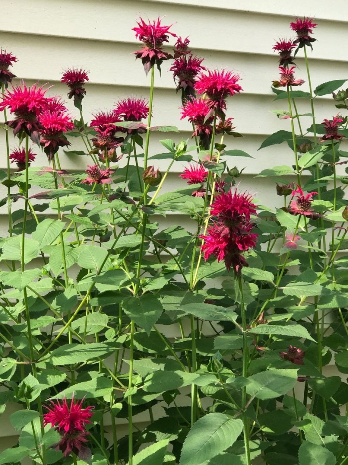 Монарда двойчатая бергамот