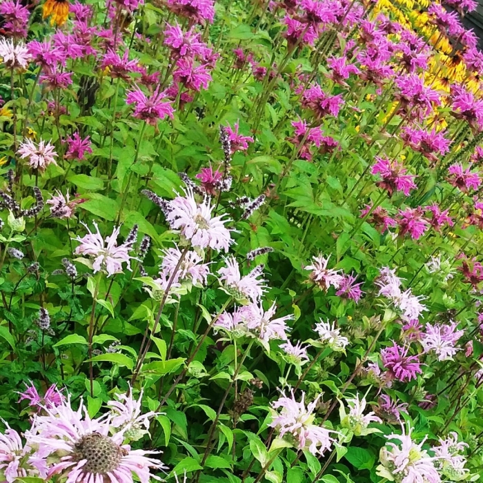 Монарда белая