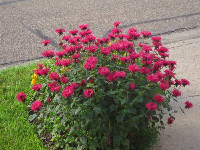 Монарда bee happy