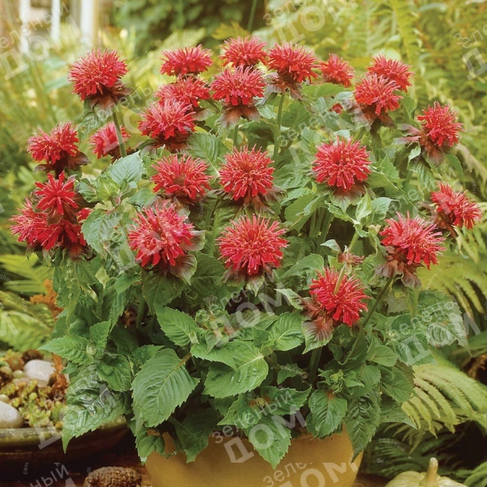 Монарда gardenview scarlet