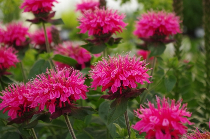 Монарда пинк лейс