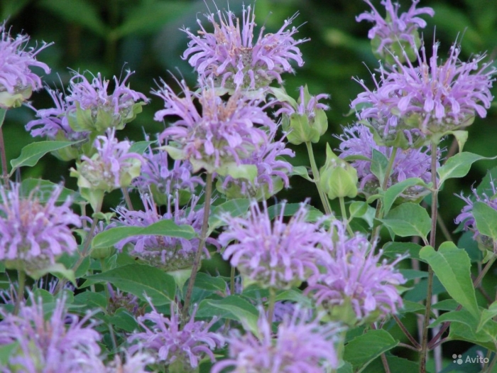 Монарда фиолетовая
