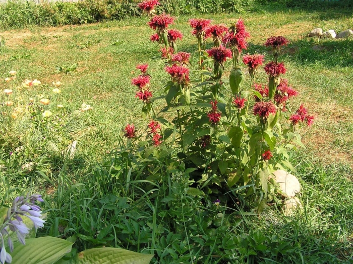 Монарда двойчатая