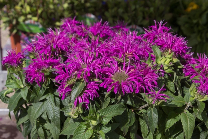 Монарда балми лилак