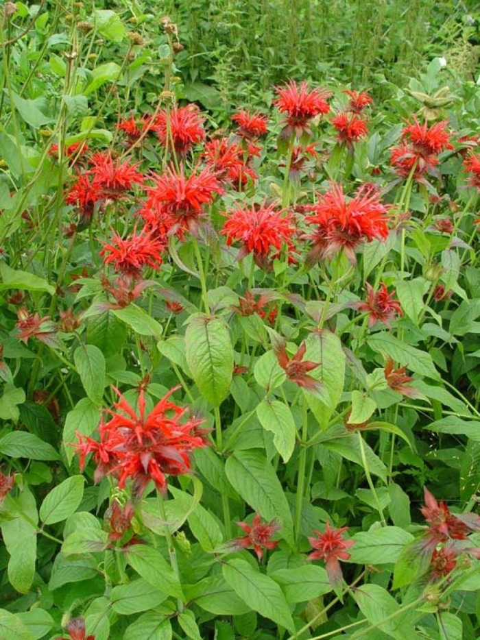 Монарда двойчатая красная