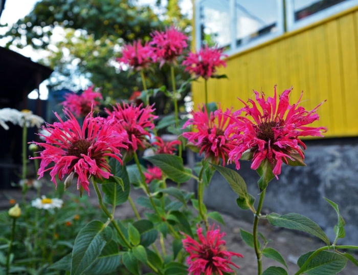 Монарда двойчатая