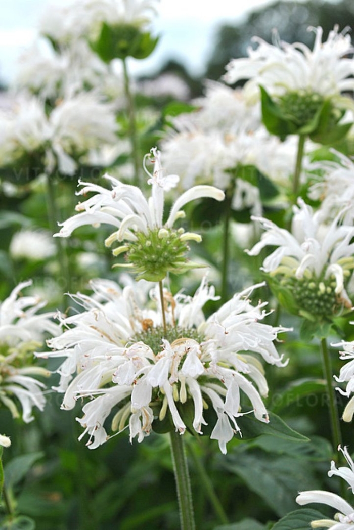 Монарда би брайт