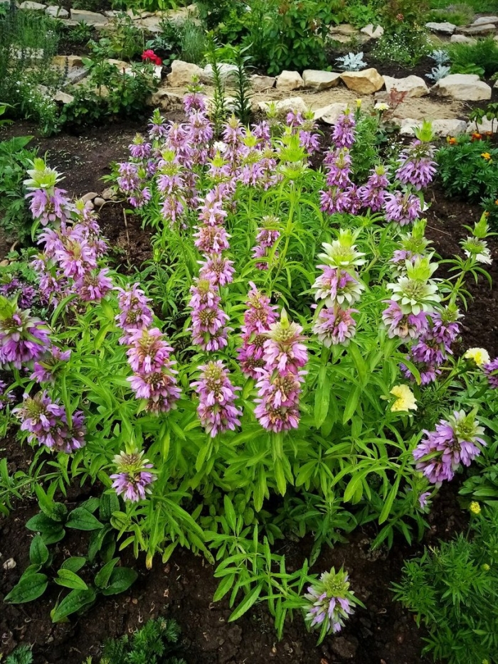 Монарда лимонная мона лиза