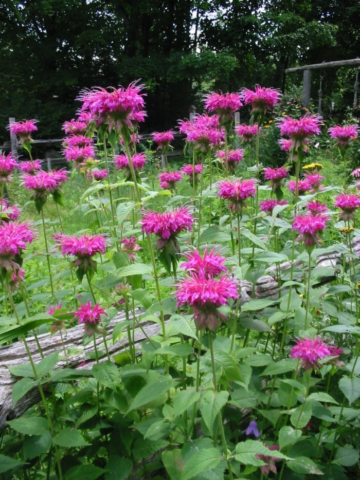 Монарда цветок