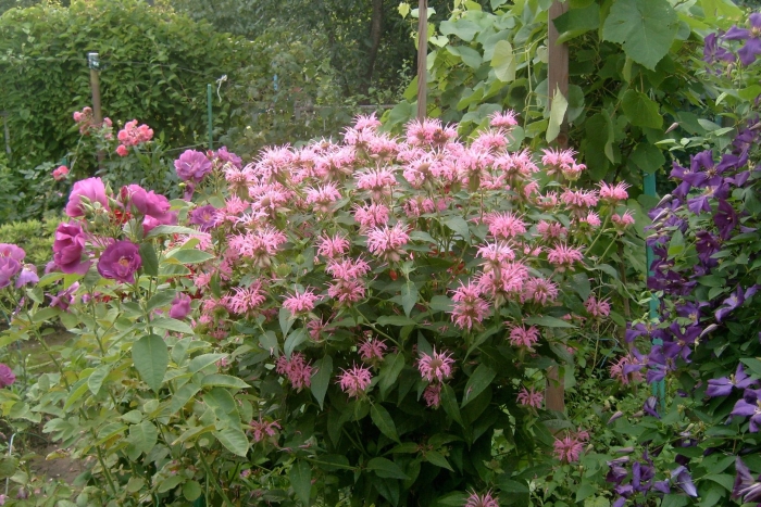 Монарда croftway pink