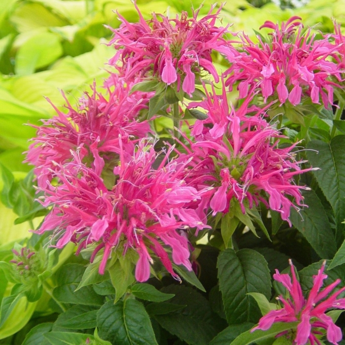 Монарда розовая