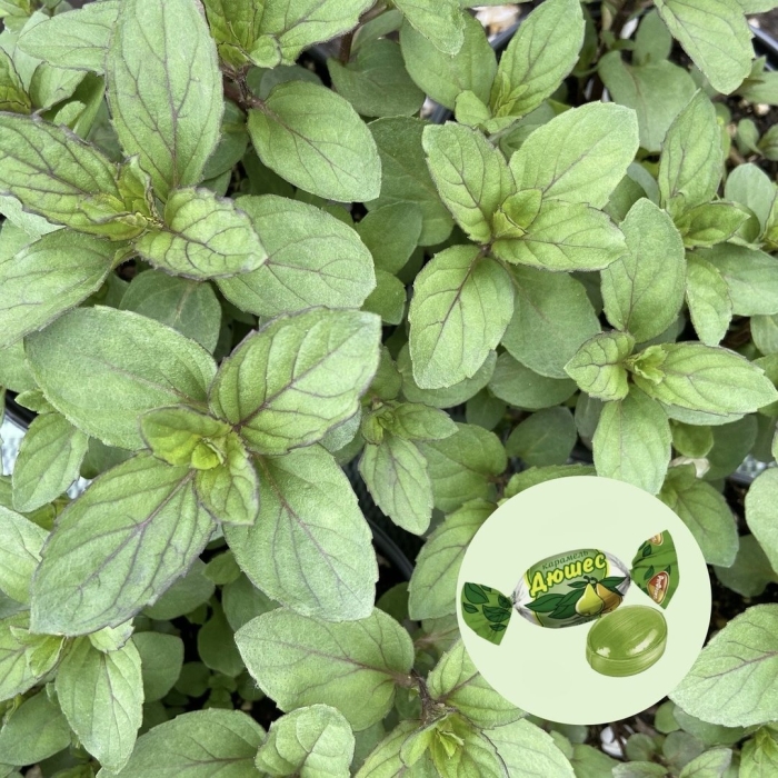 Мята orangenminze