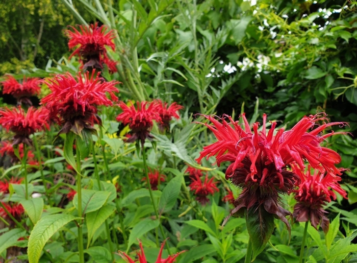 Монарда двойчатая