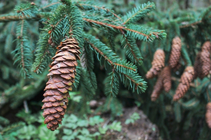 Ель обыкновенная хвоя и шишки