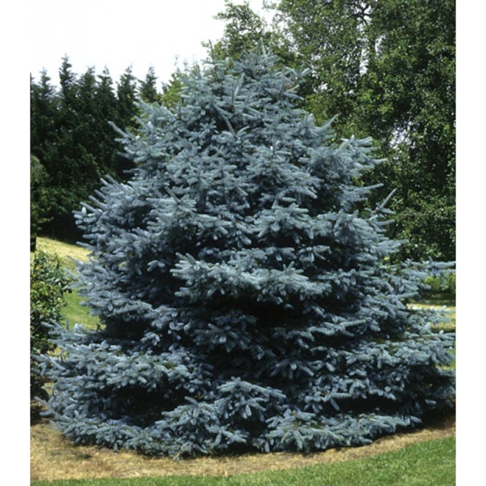 Ель колючая (picea pungens  fat albert