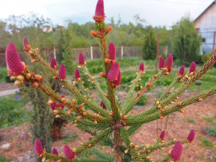 Ель обыкновенная акрокона