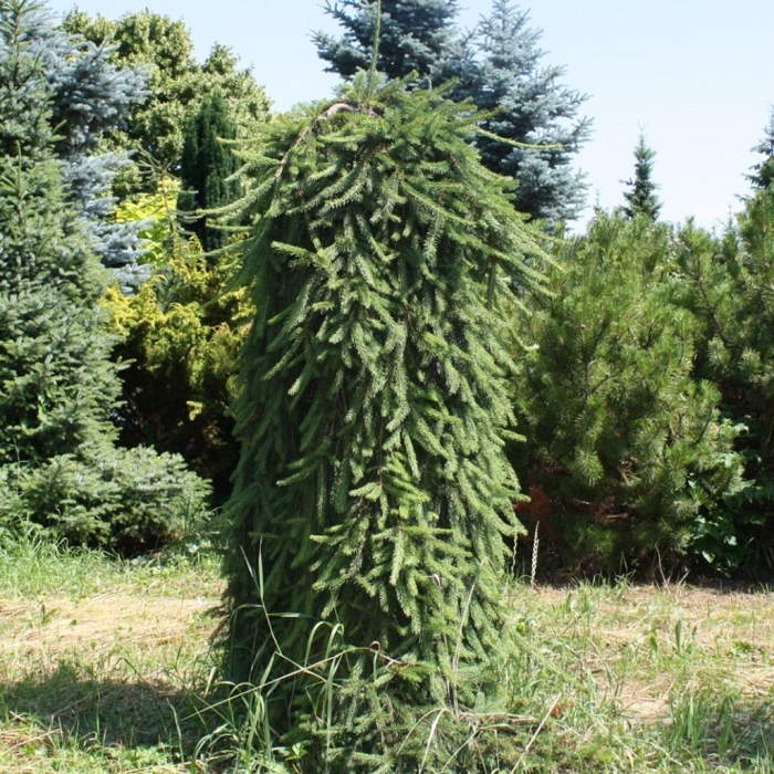 Ель обыкновенная инверса