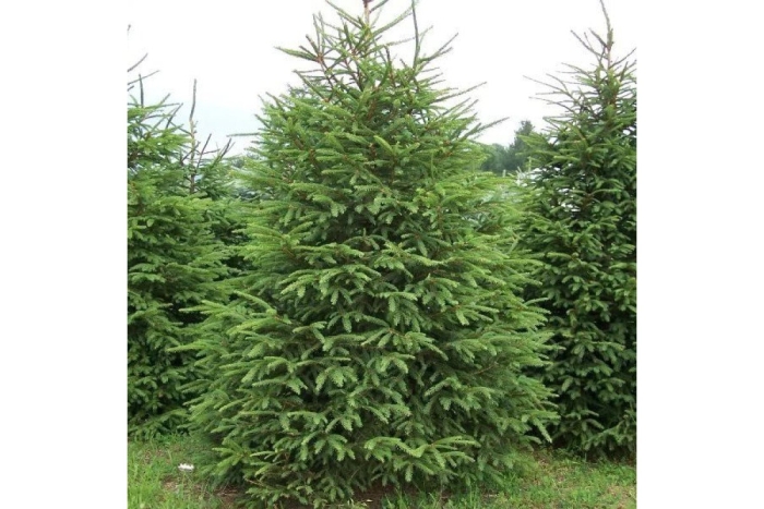 Ель европейская picea abies