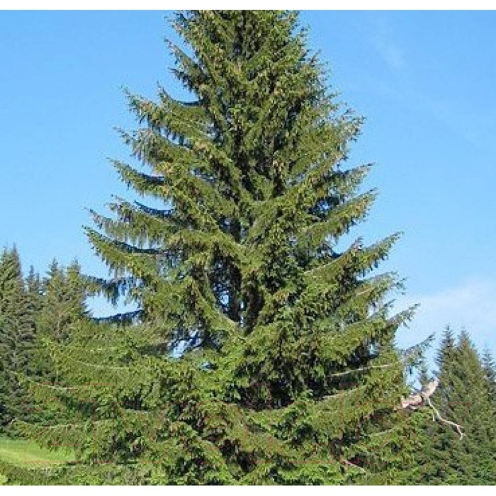 Ель обыкновенная крона