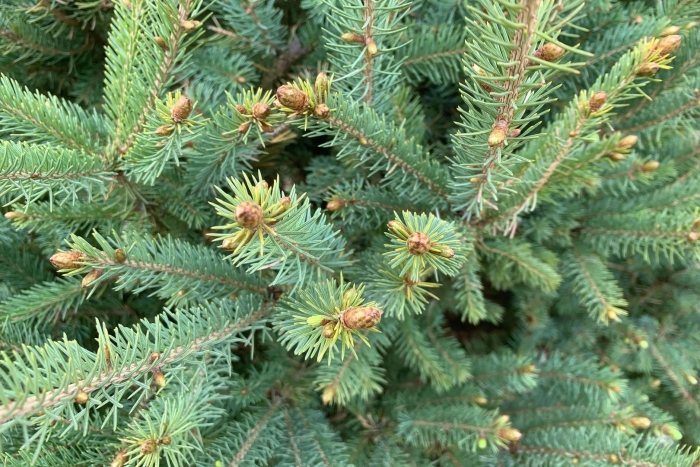 Ель черная picea mariana