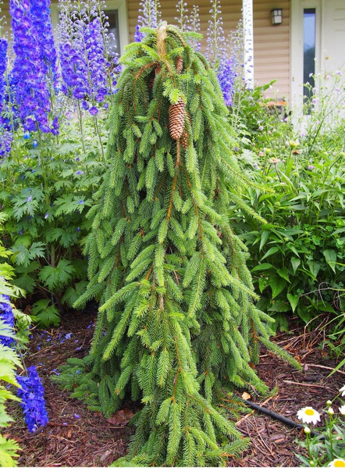 Ель инверса пендула