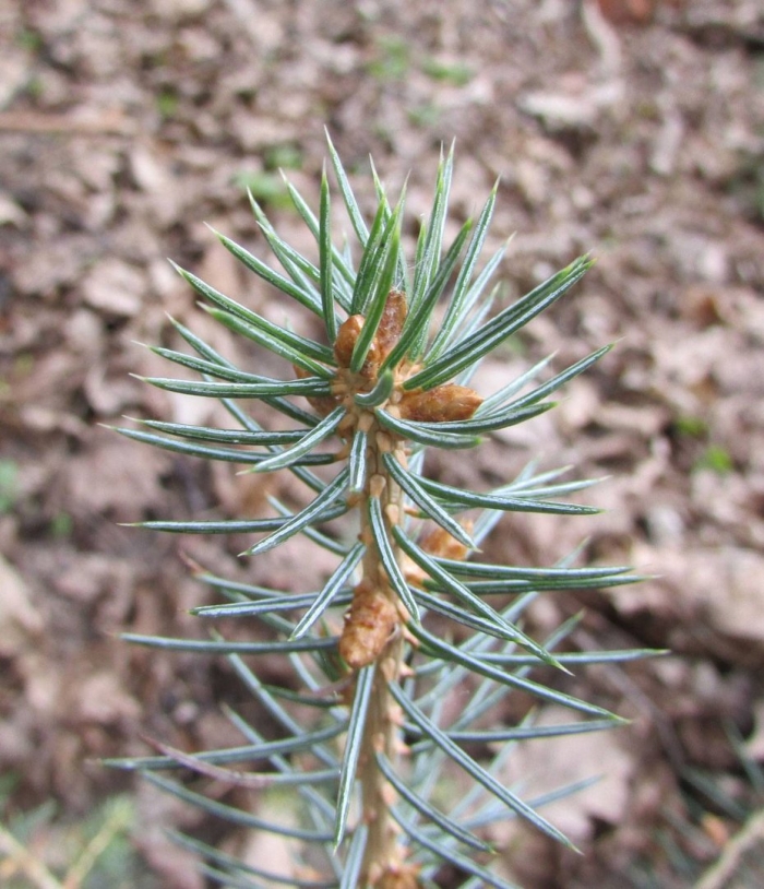 Ель колючая черенкование