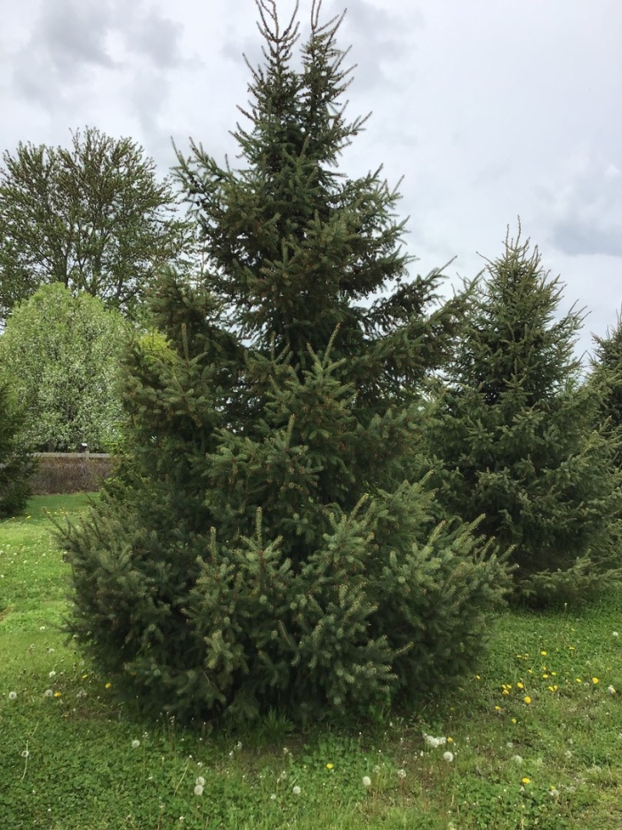 Picea obovata