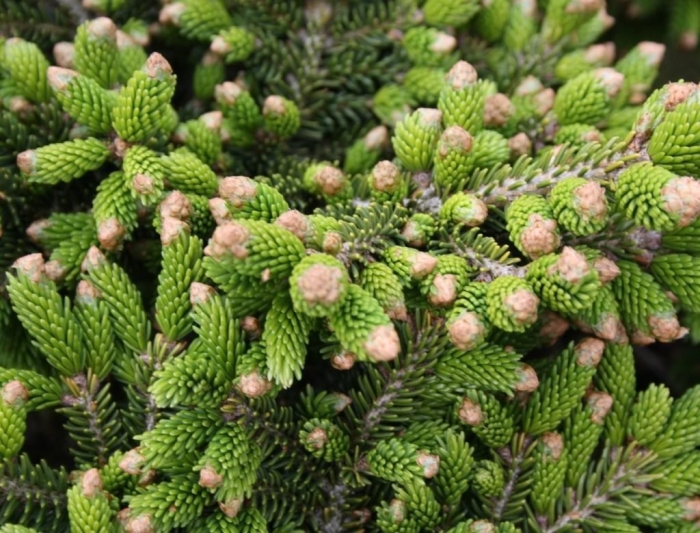 Ель восточная picea orientalis spring frost