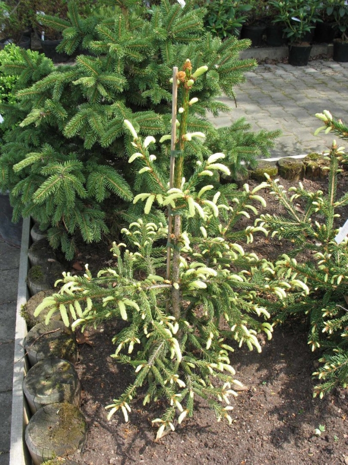 Picea koyamai