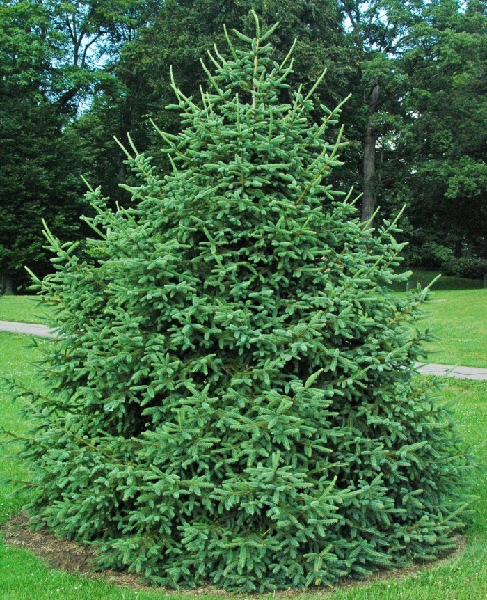 Ель обыкновенная пирамидалис