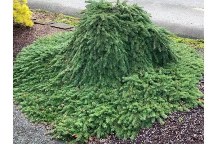 Picea abies formanek