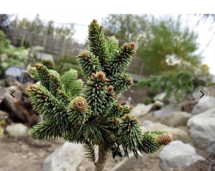 Picea abies medusa