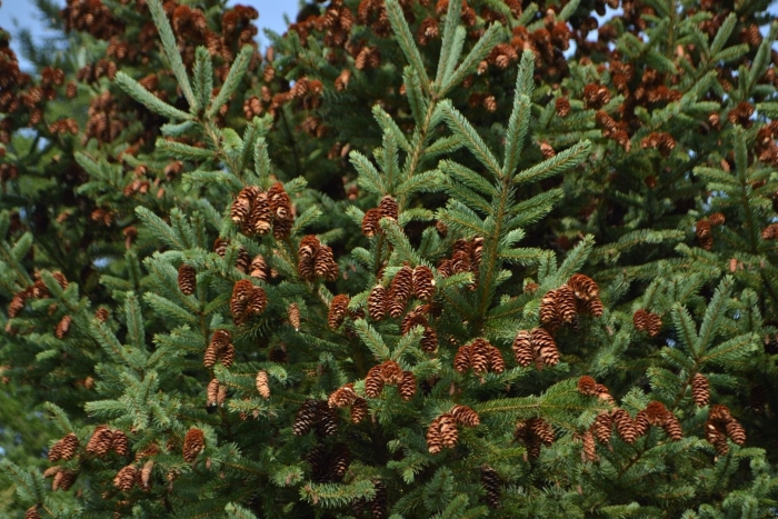 Ель аянская шишки