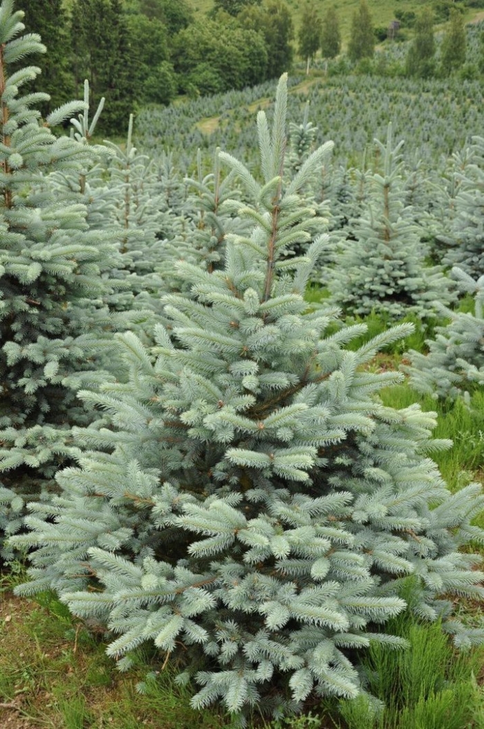 Ель колючая (picea pungens super blue)