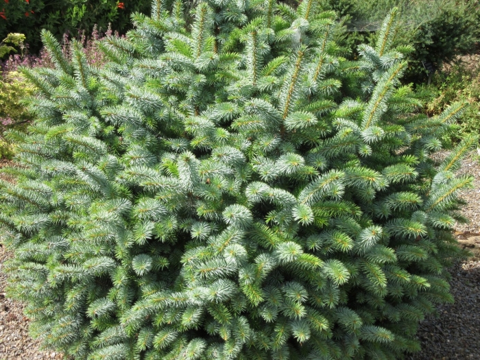 Ель ситхинская нана