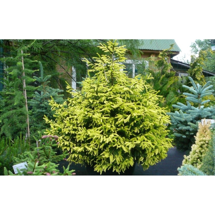 Ель восточная ауреа