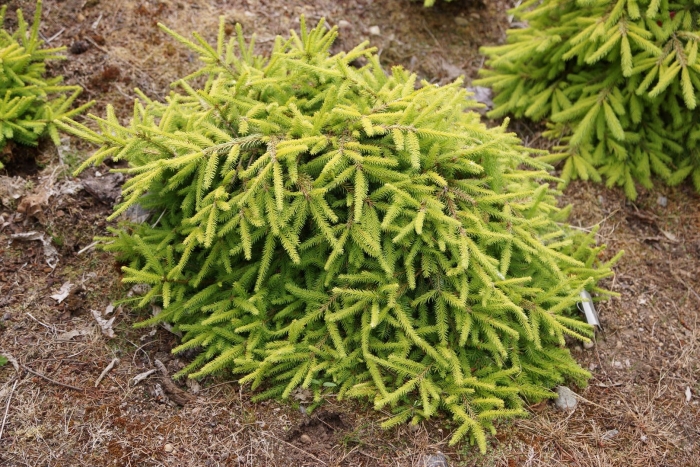 Picea abies honey pot