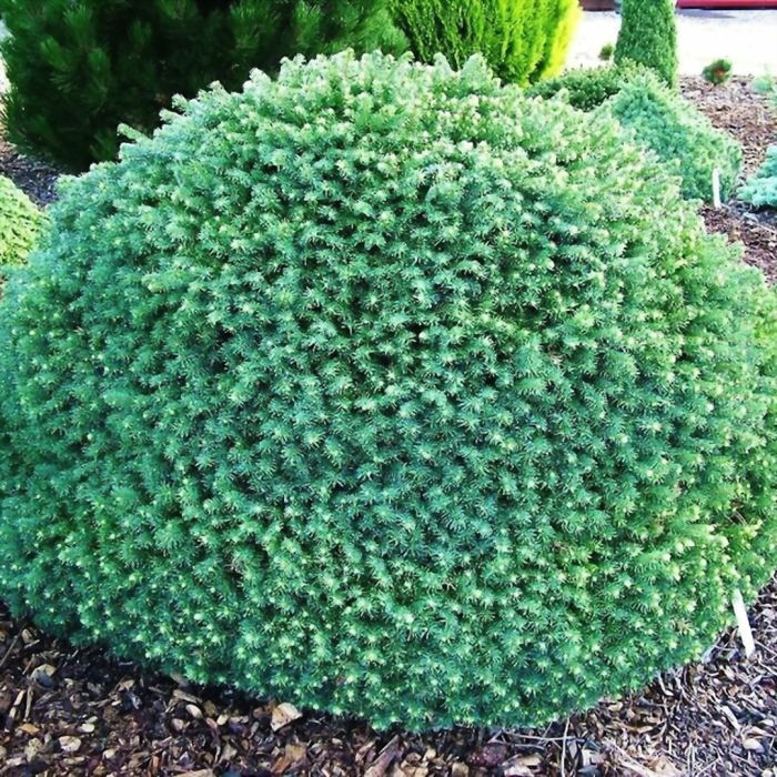 Ель сербская карел