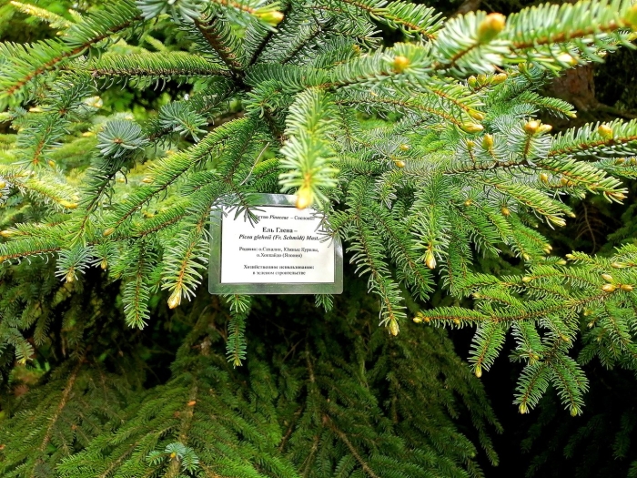 Picea mariana aurea